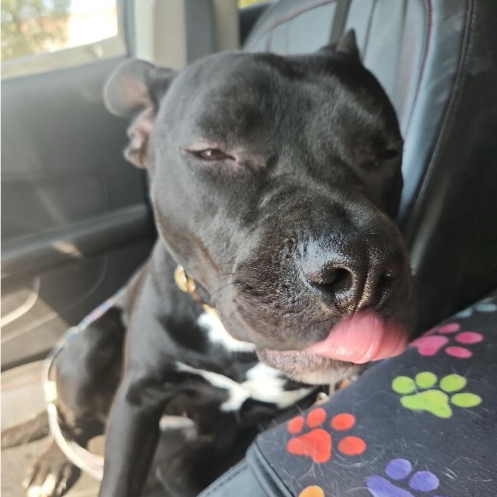 🧡MORE ABOUT OUR NONPROFIT🧡THANK YOU FOR YOUR SUPPORT! - Picture 16 of 16